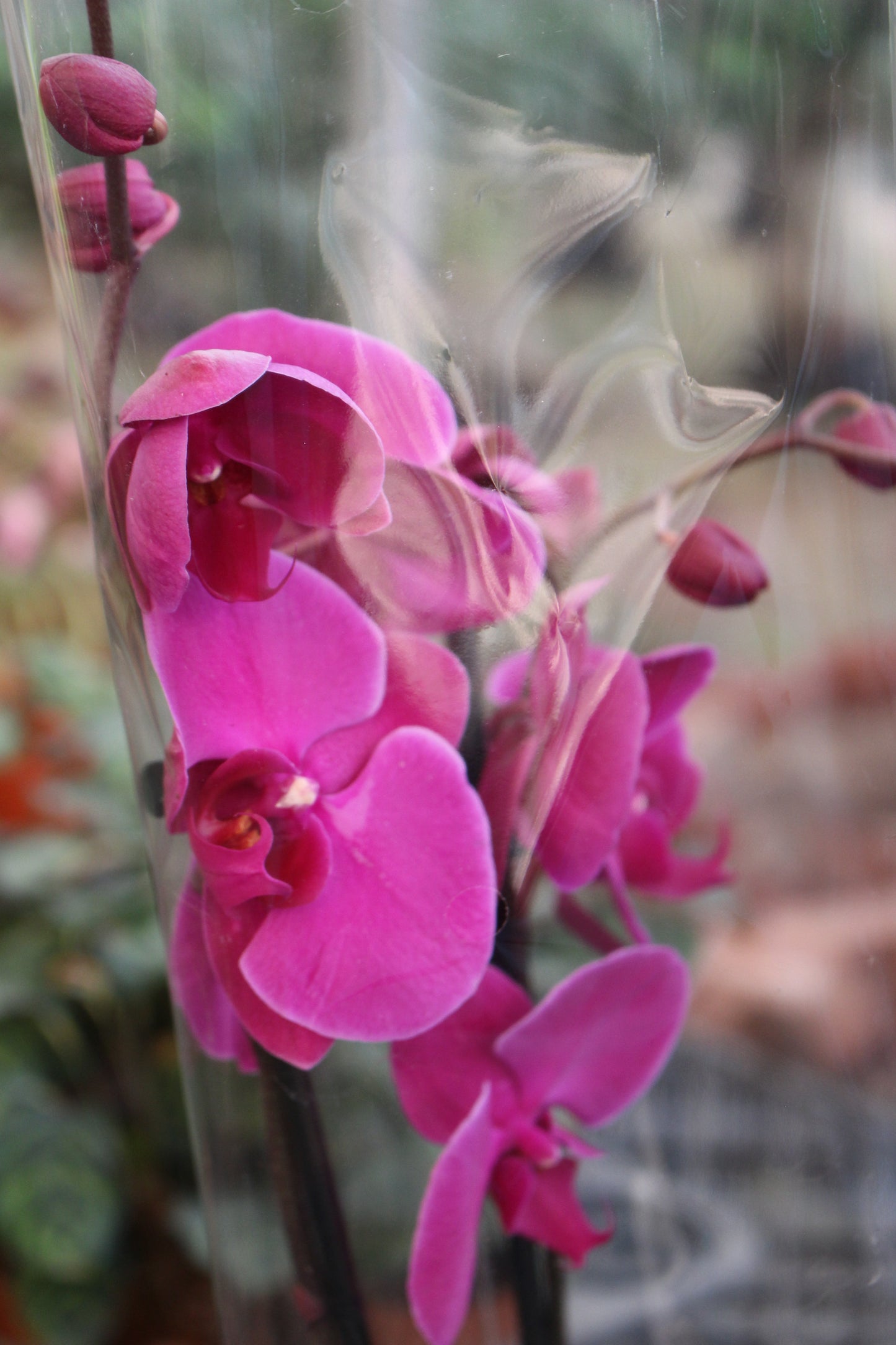 Moth Orchid