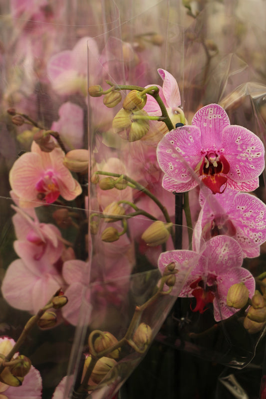 Spotted Pink Moth Orchid