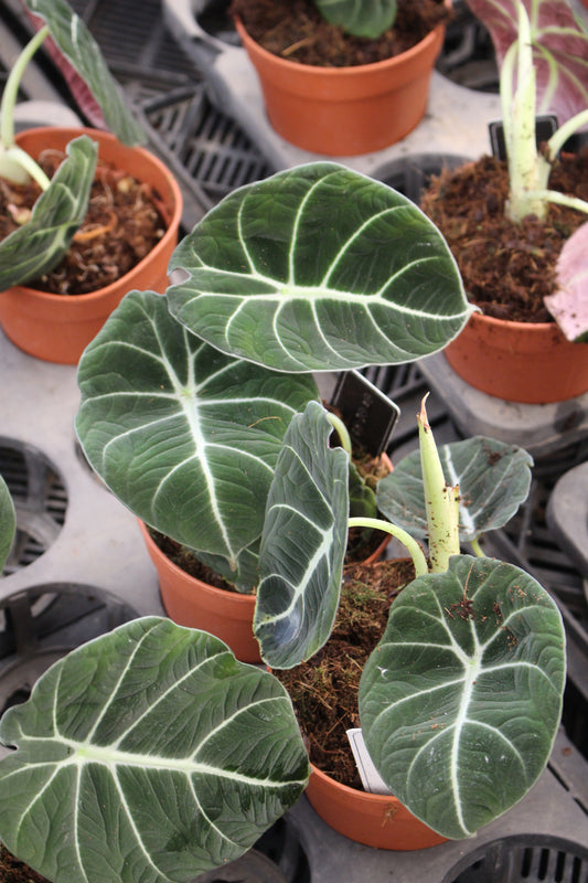 Alocasia Black Velvet