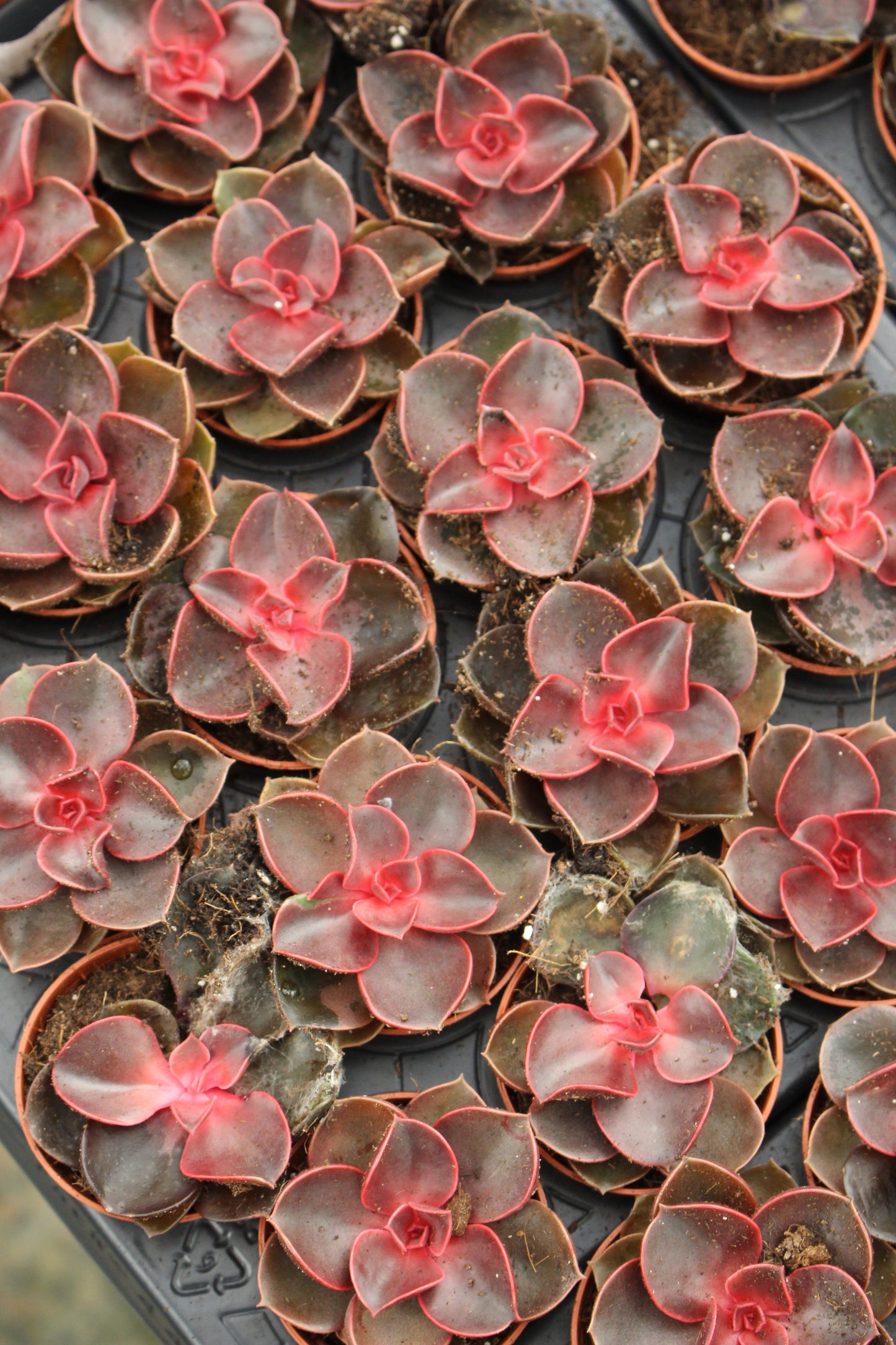 Echeveria Red Sky