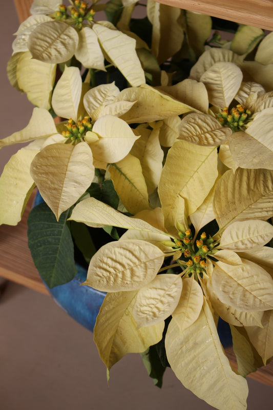 White Poinsettia