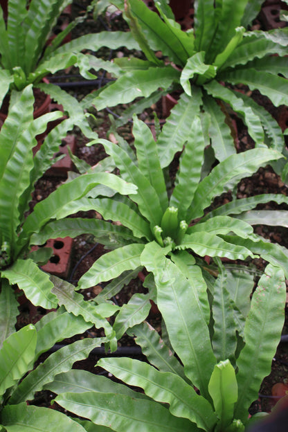 Asplenium