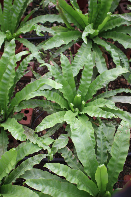 Asplenium