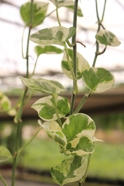 White Pothos Hang