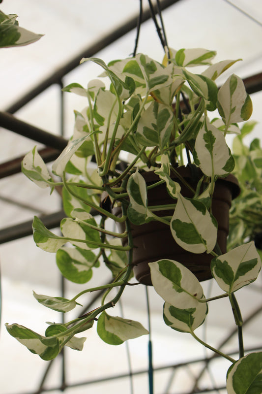 White Pothos Hang