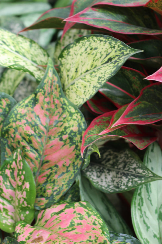 Aglaonema Butterfly