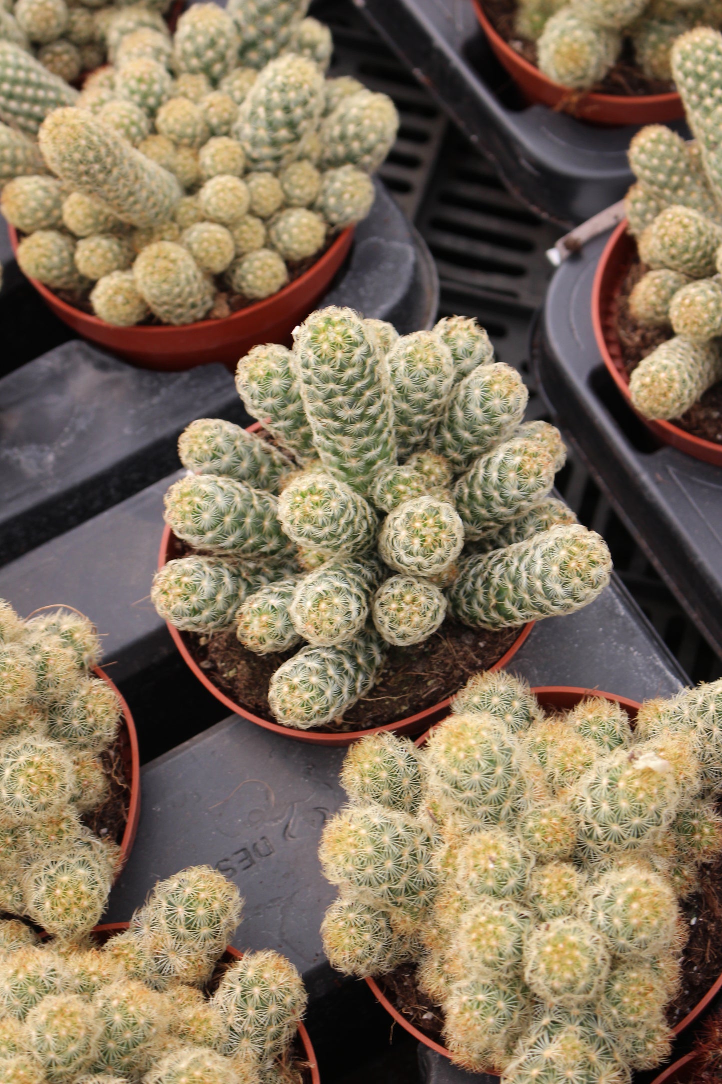 Ladyfinger Cactus