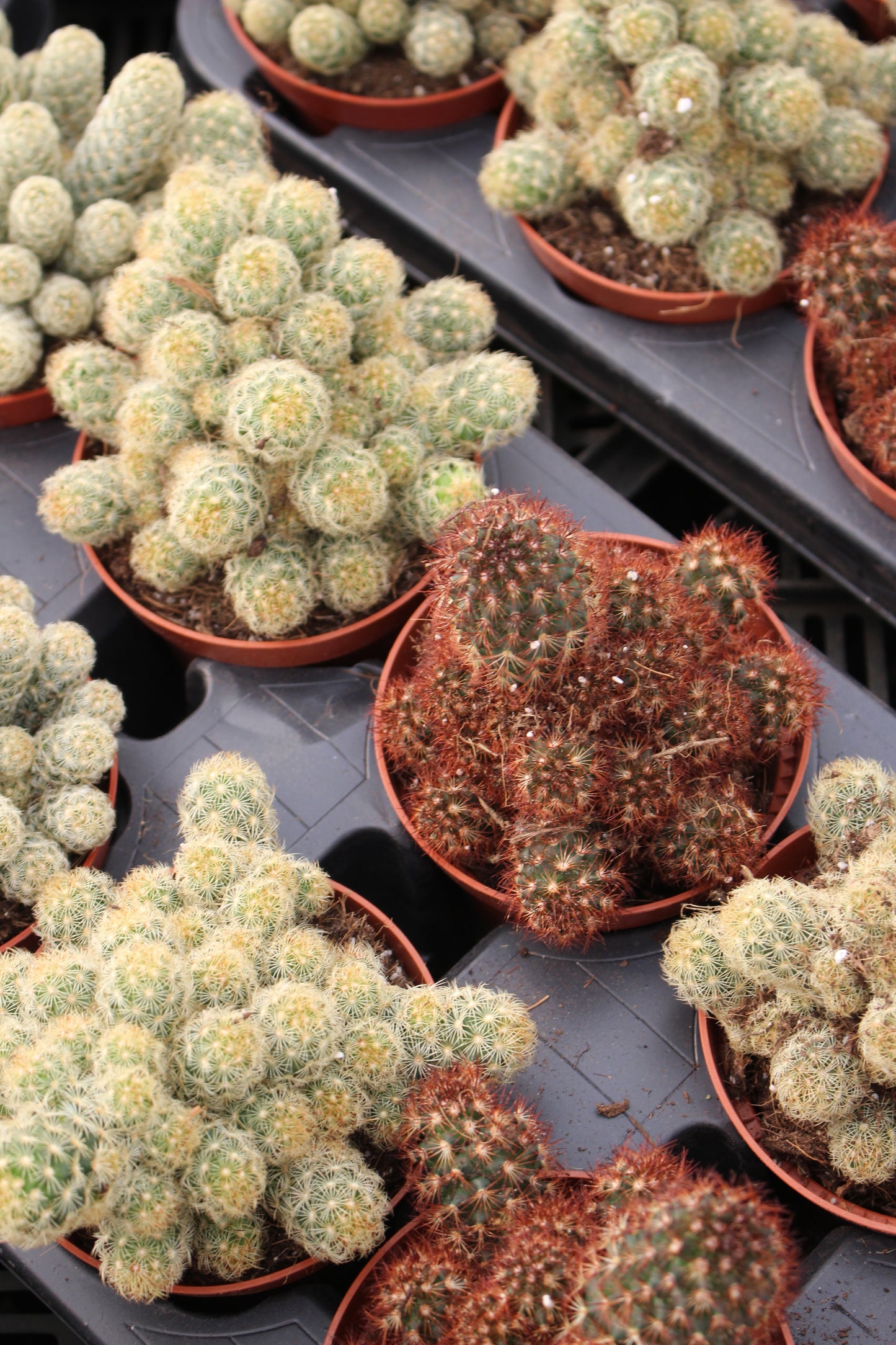 Ladyfinger Cactus
