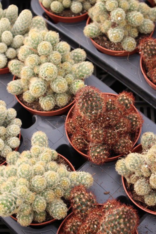 Ladyfinger Cactus