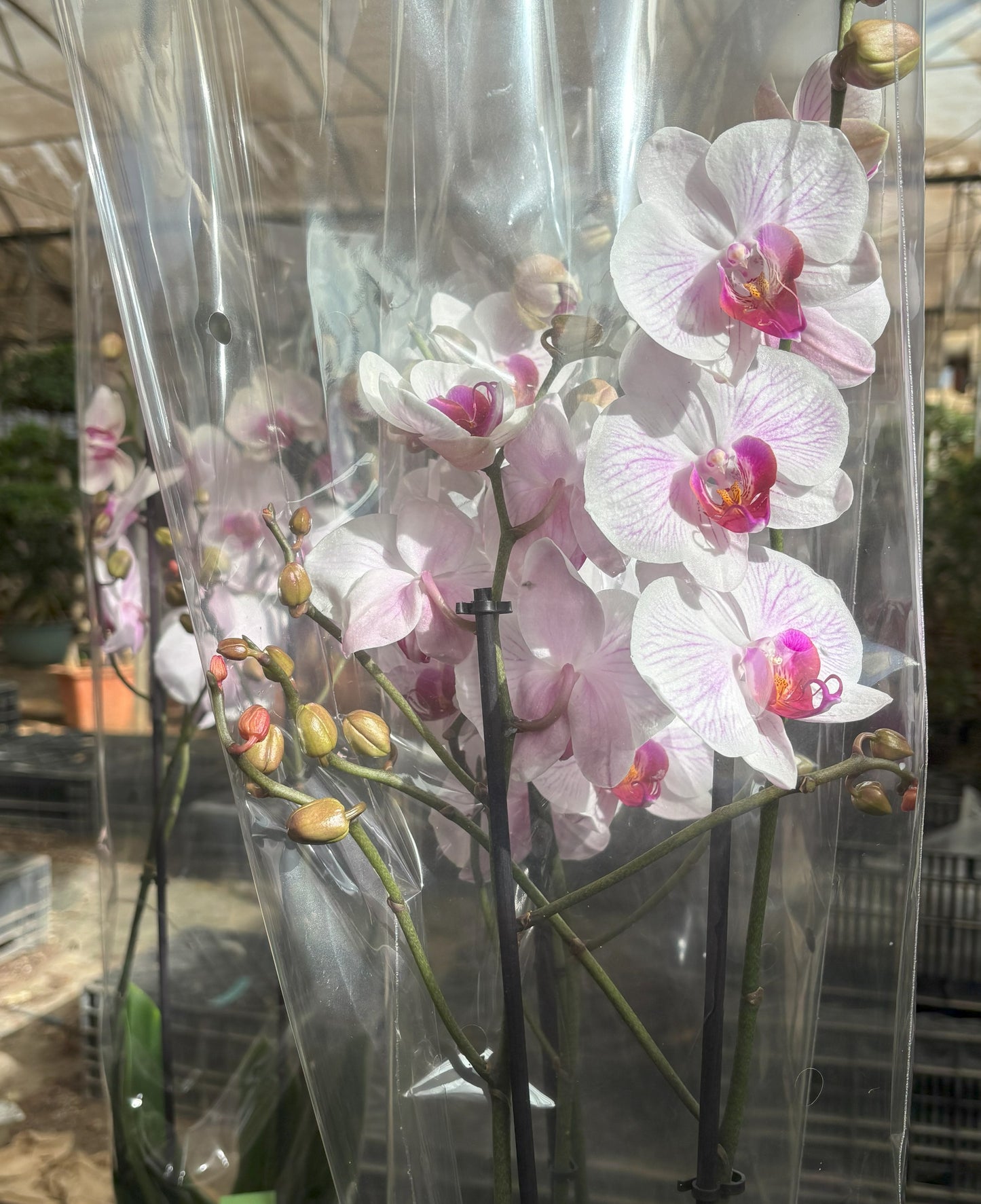 White Purple Striped Orchid