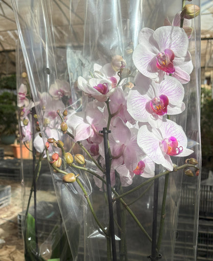 White Purple Striped Orchid