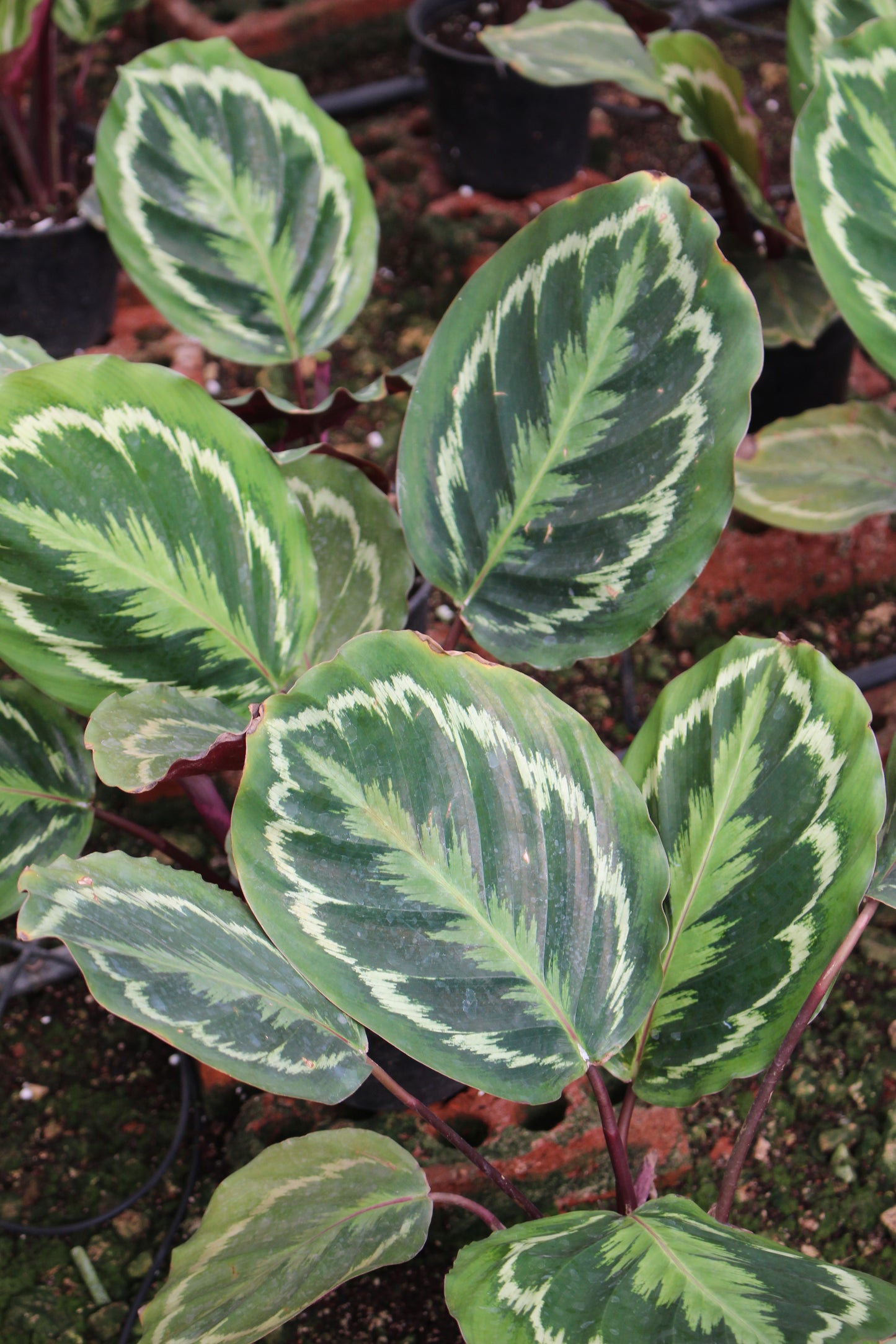 Calathea Medallion