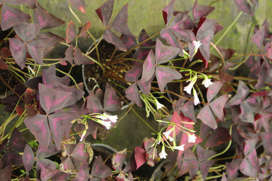 Purple Oxalis