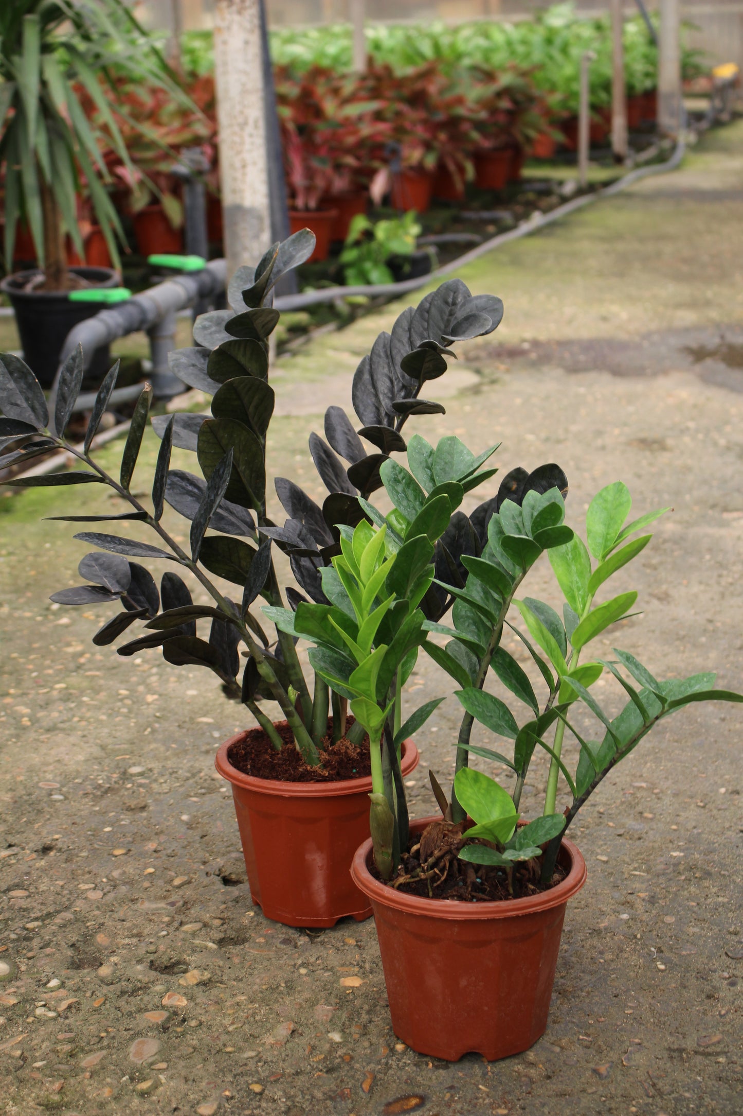 Zamia
