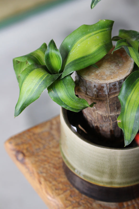 Dracaena Fragrans
