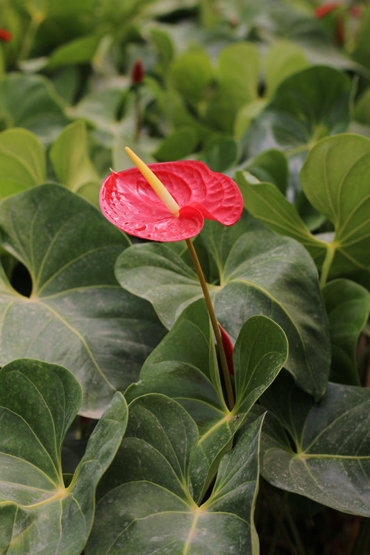 Red Anthurium