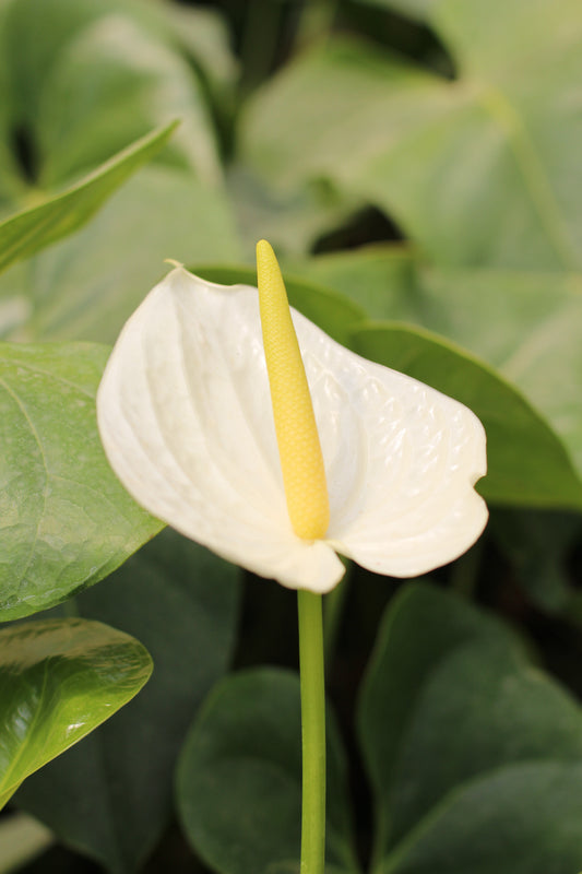 White Anthurium