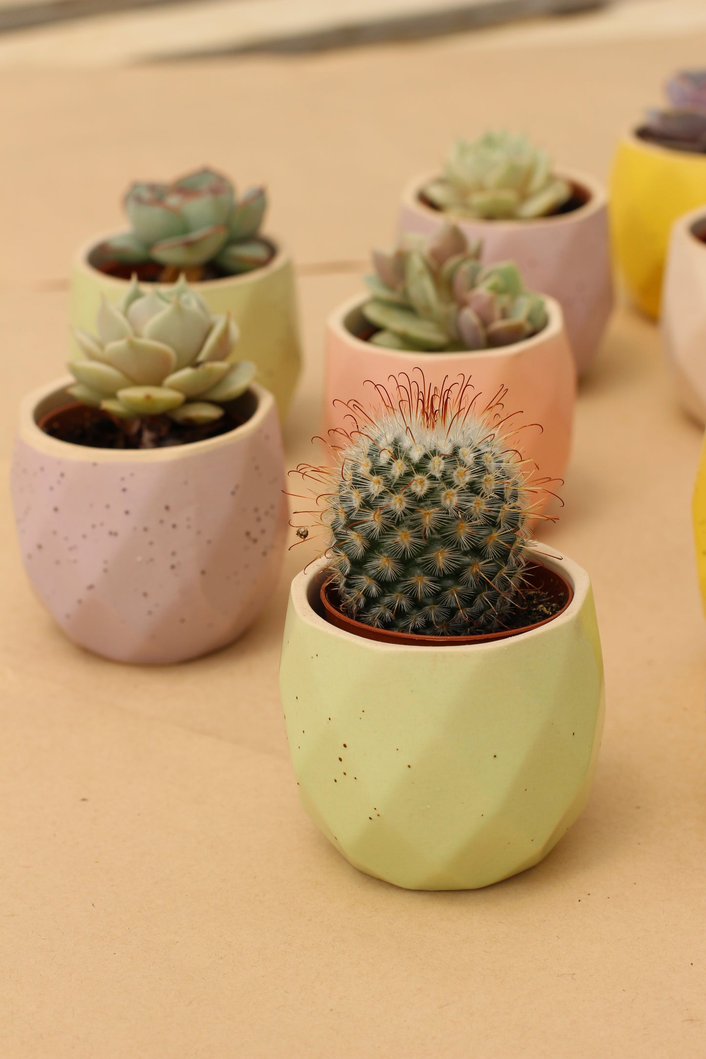 Desk Cactus Trio