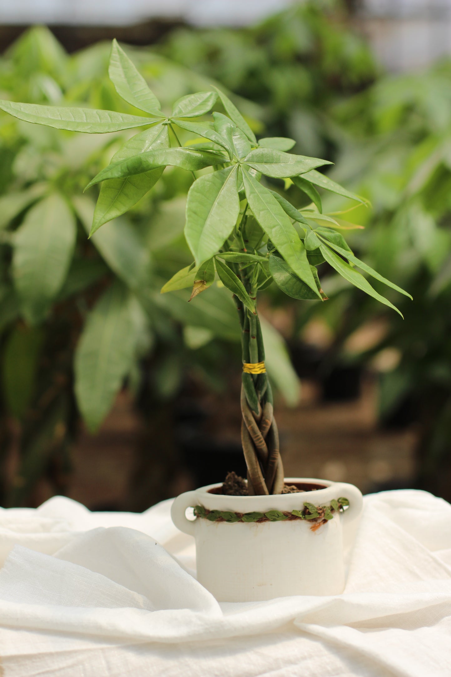 Miniature Money Tree (Braided Trunk)