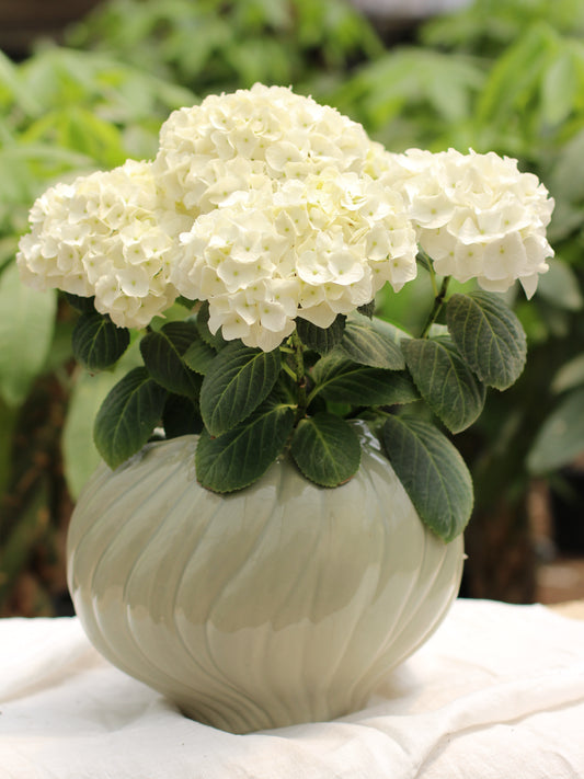Hydrangea