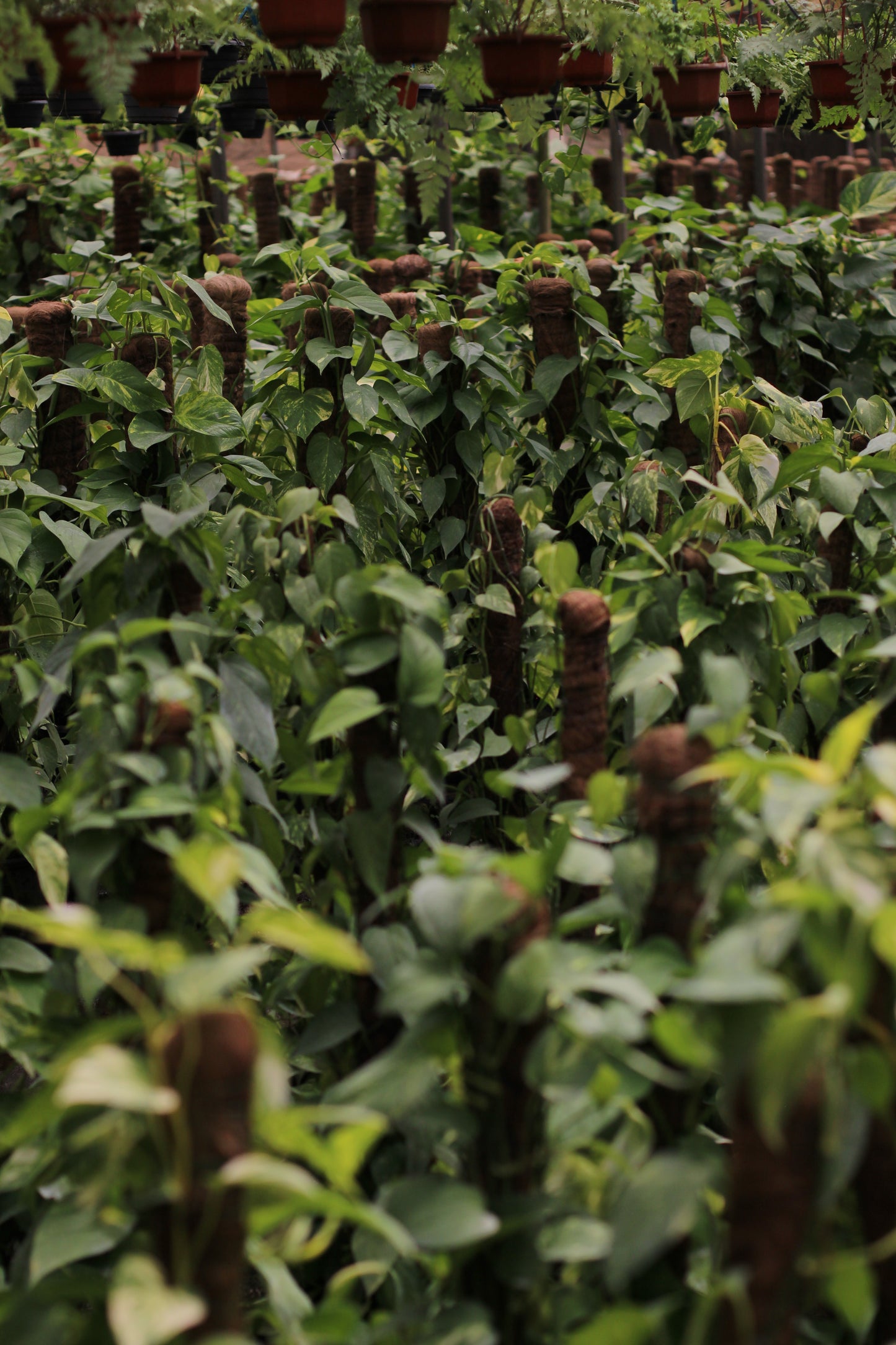 Golden Pothos