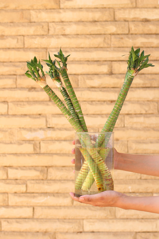 Glass Vase