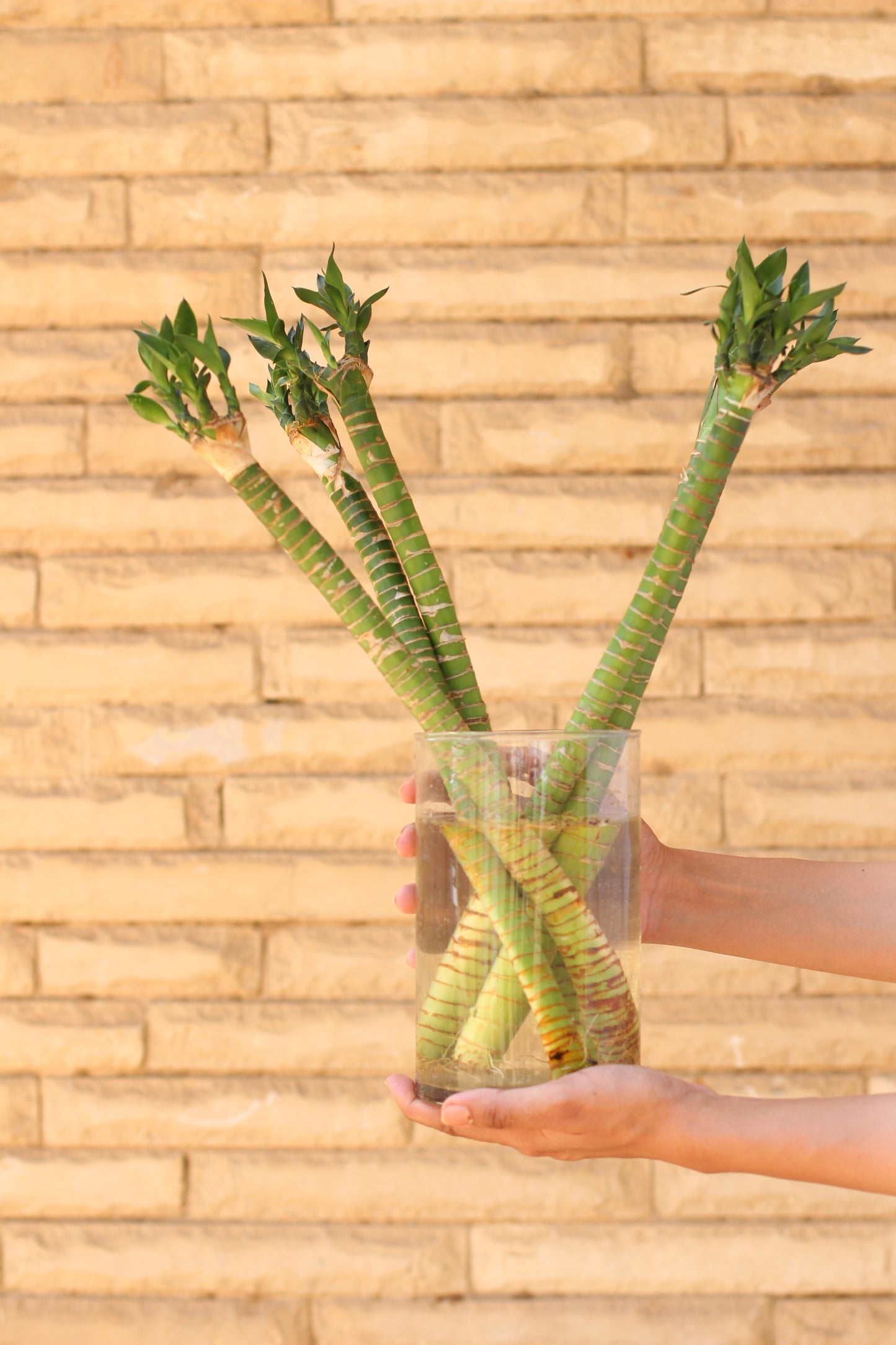Lucky Bamboo Gift Set