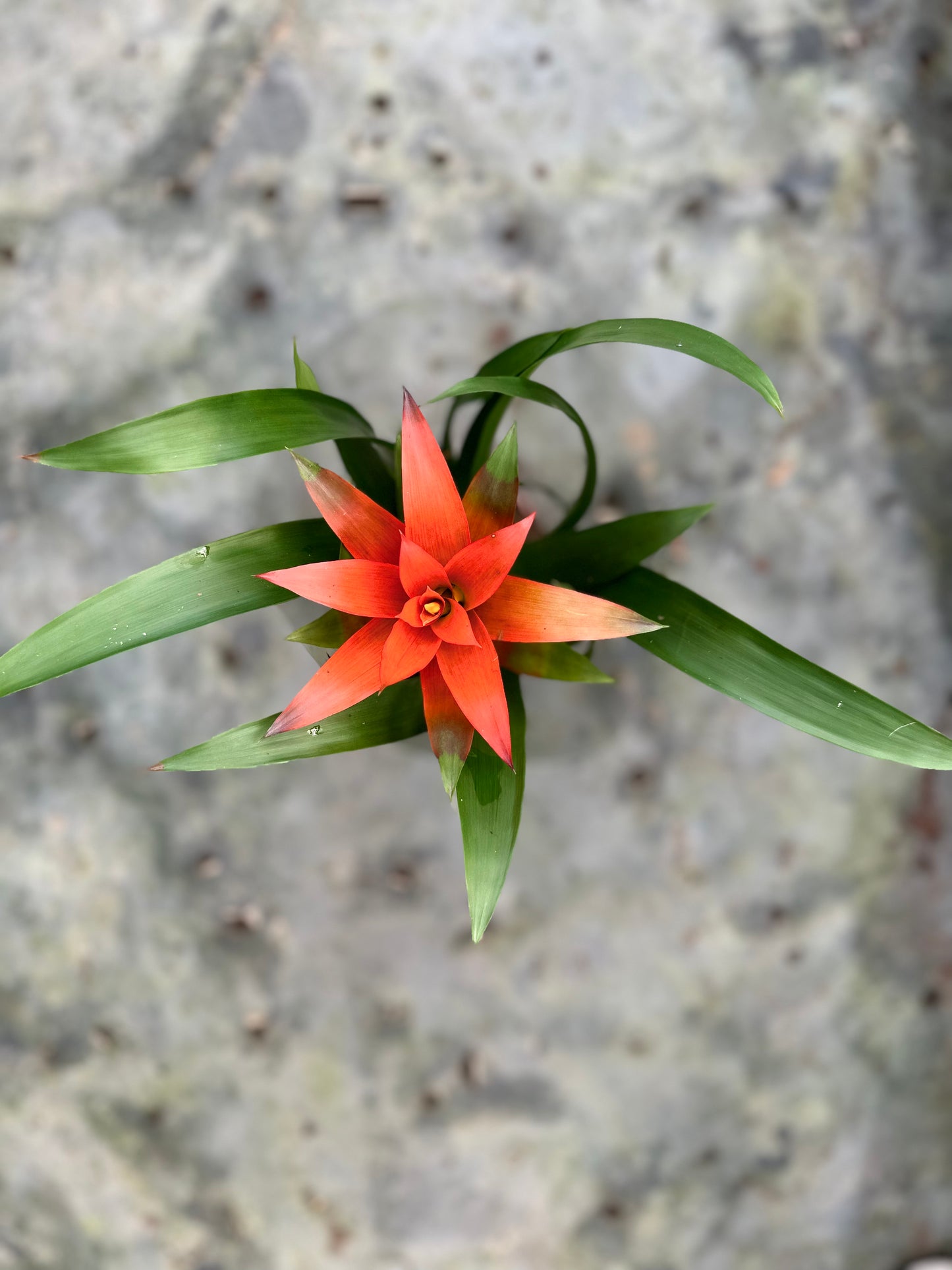 Guzmania (Orange)