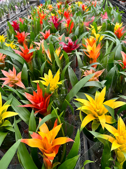 Guzmania (Orange)