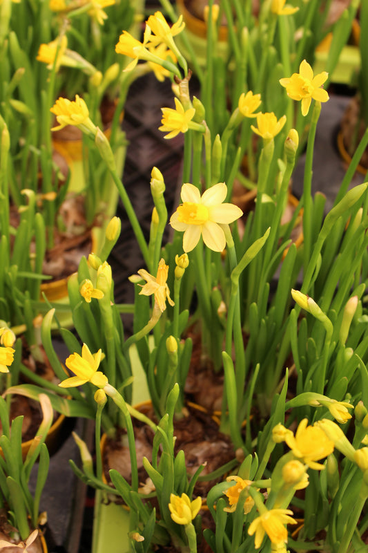 Daffodil Abba