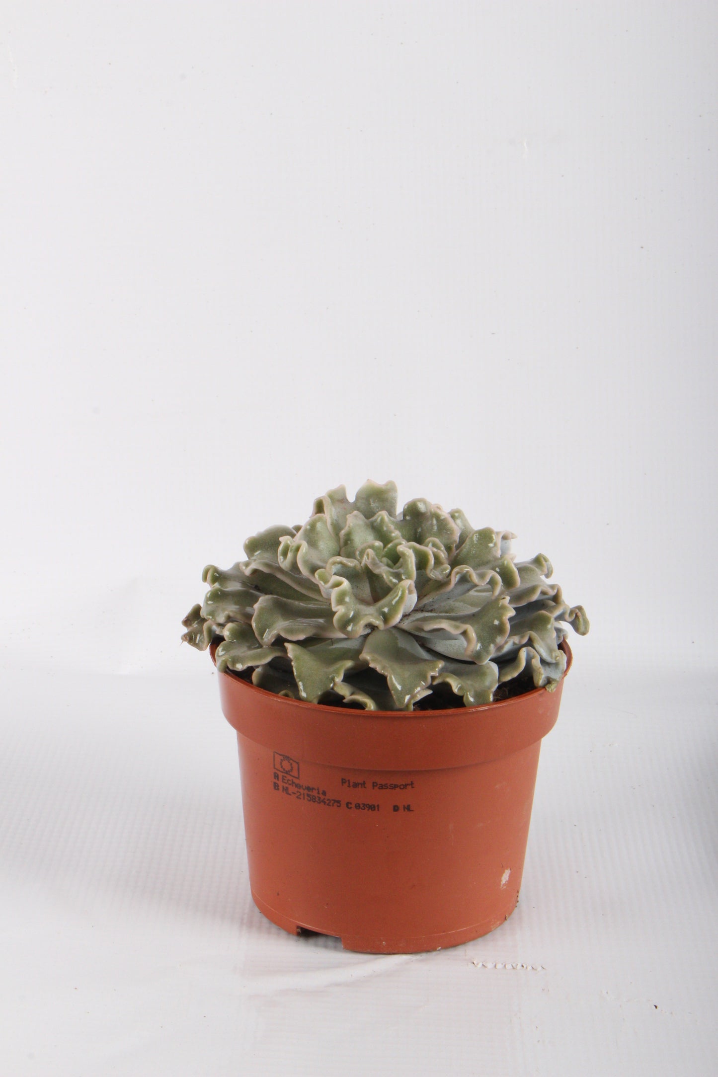 Echeveria Crispy