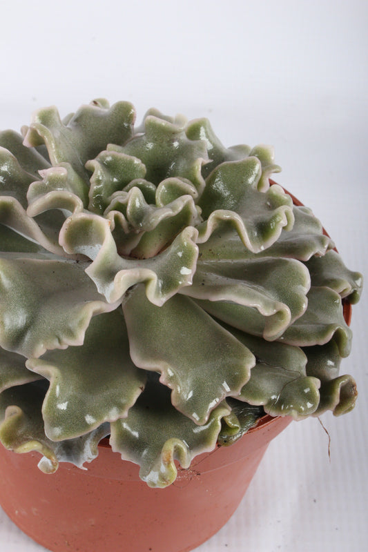Echeveria Crispy