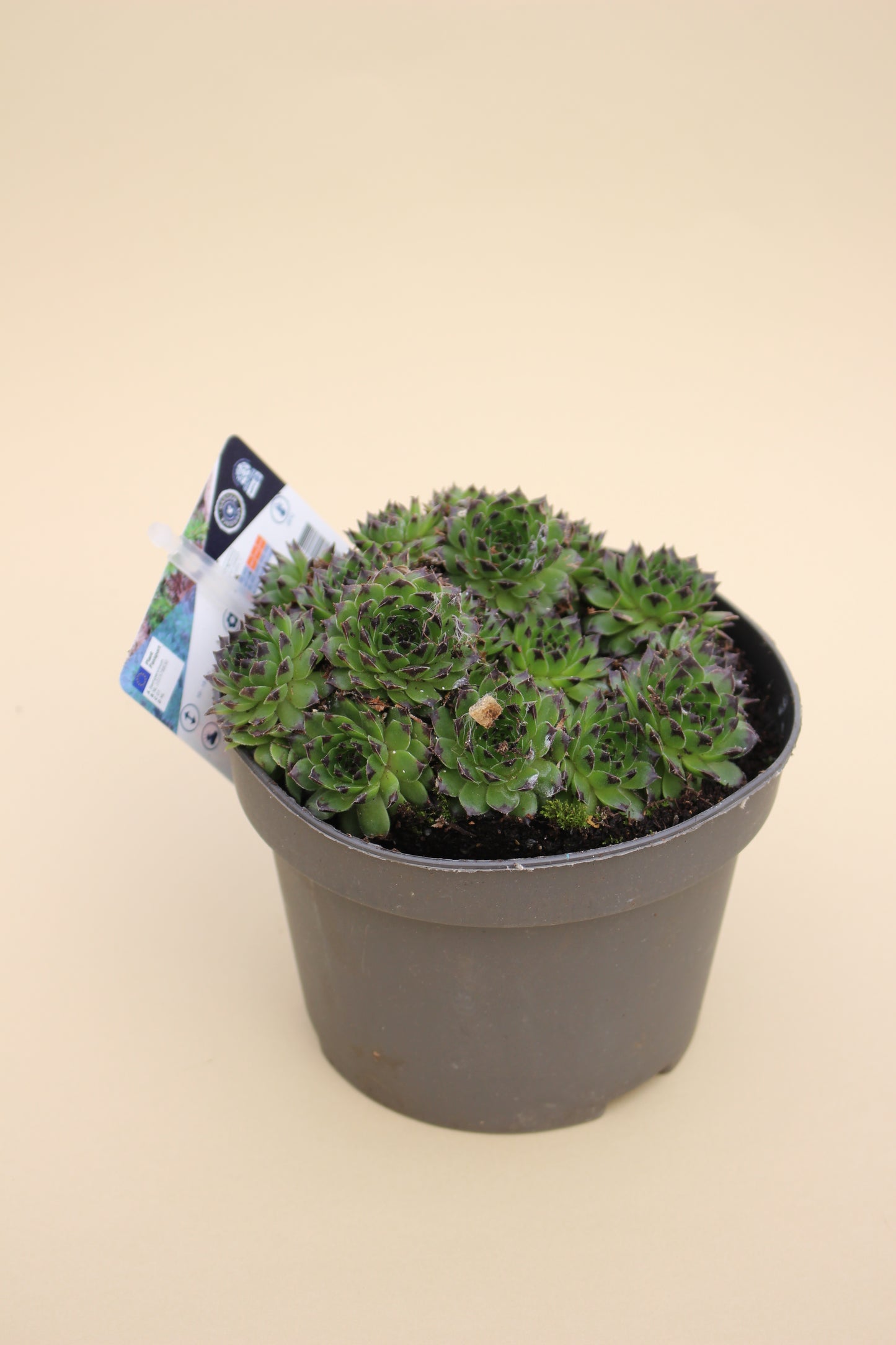 Houseleek Succulents