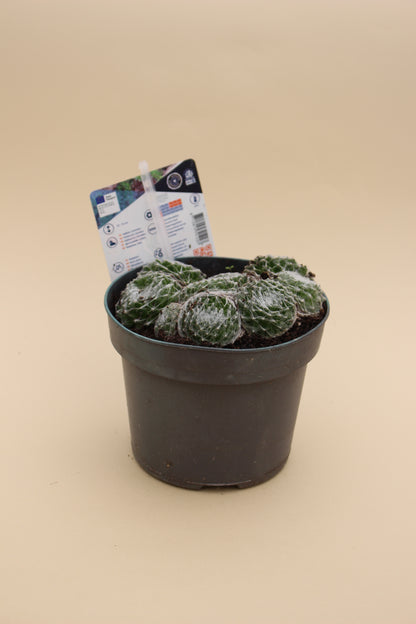 Houseleek Succulents