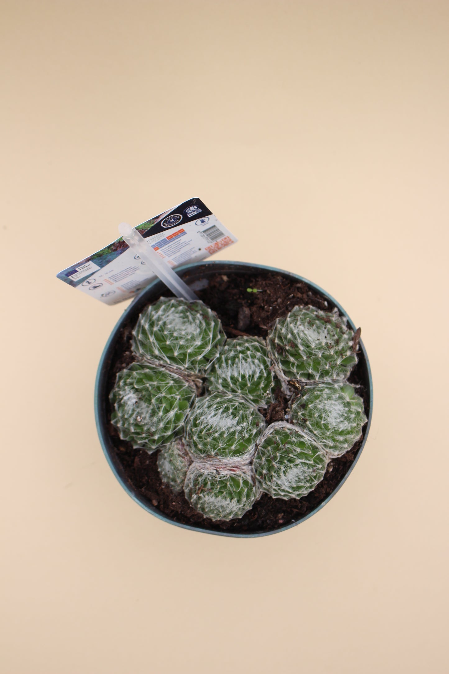 Houseleek Succulents