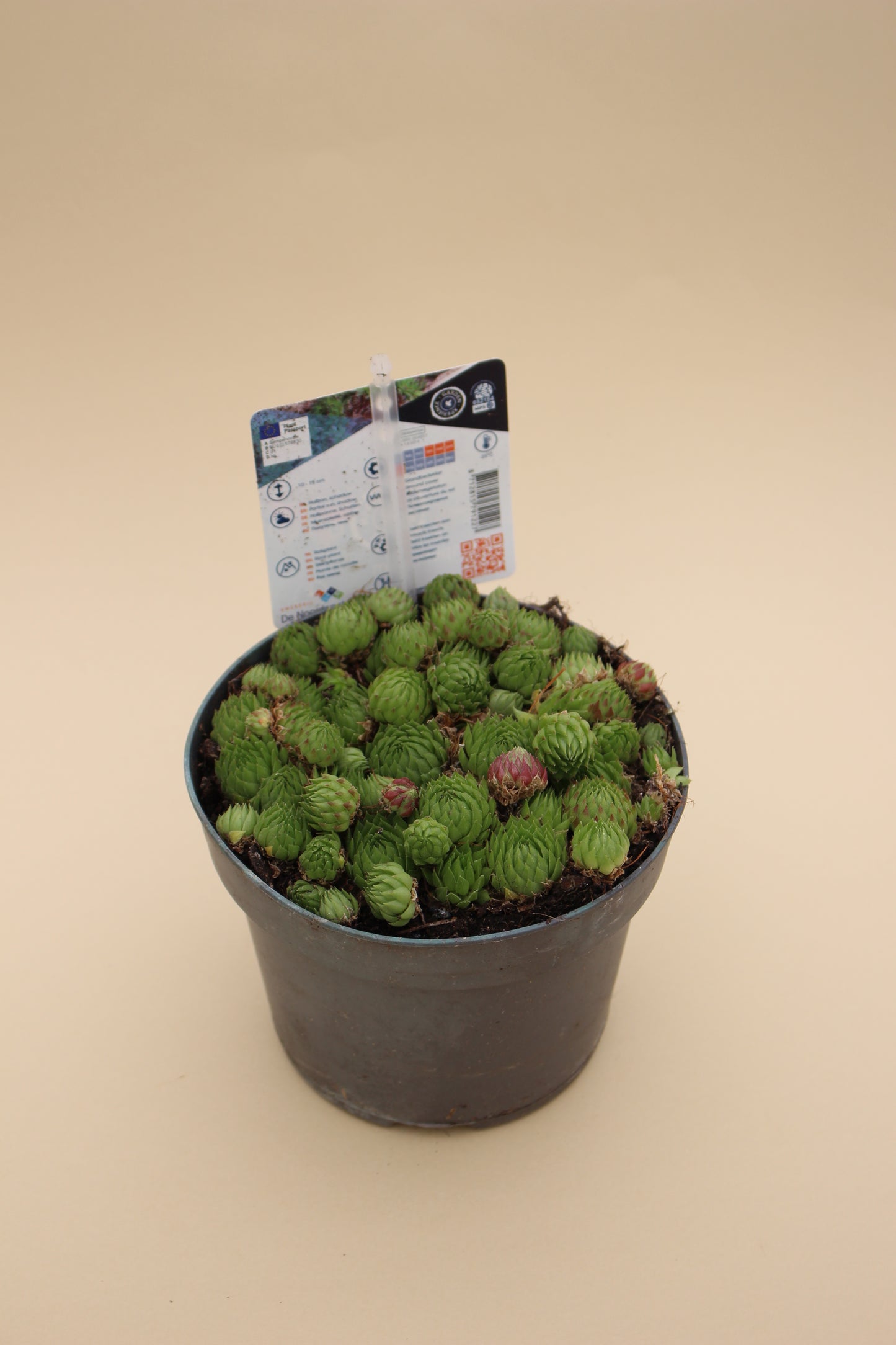 Houseleek Succulents