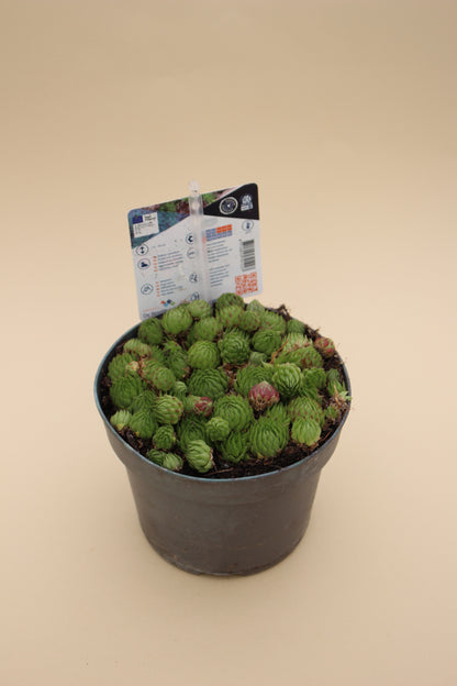 Houseleek Succulents