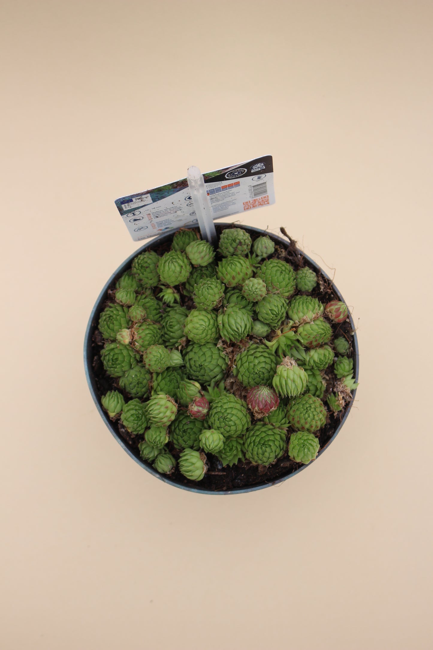 Houseleek Succulents