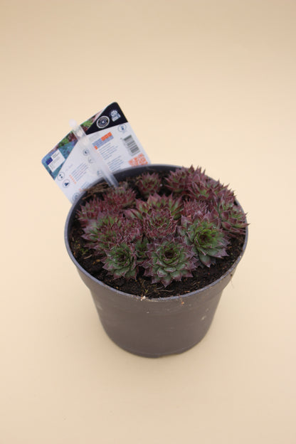 Houseleek Succulents