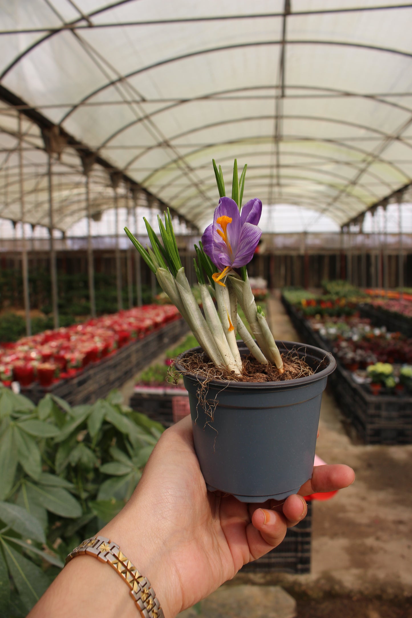 Saffron Autumn (Crocus)