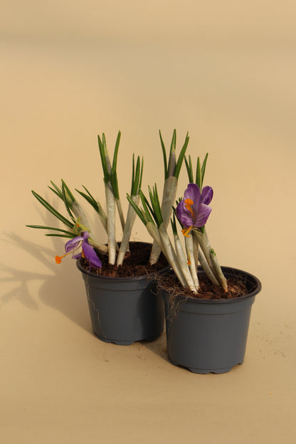 Saffron Autumn (Crocus)