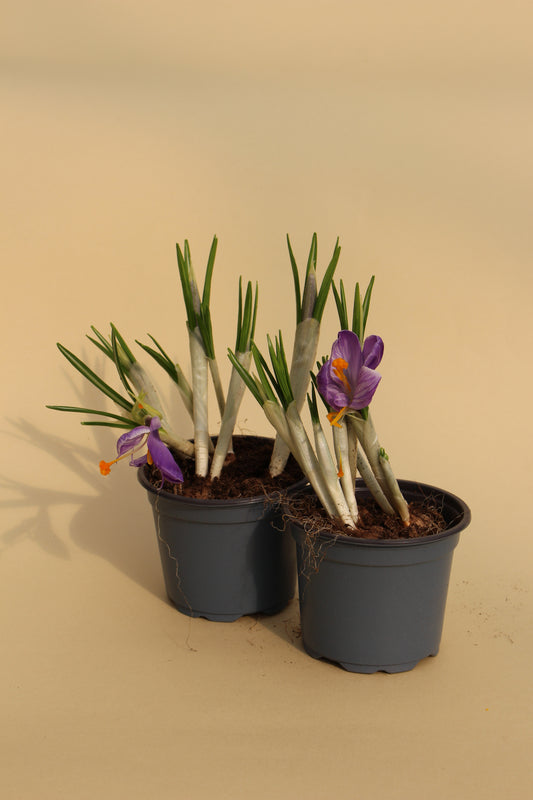 Saffron Autumn (Crocus)