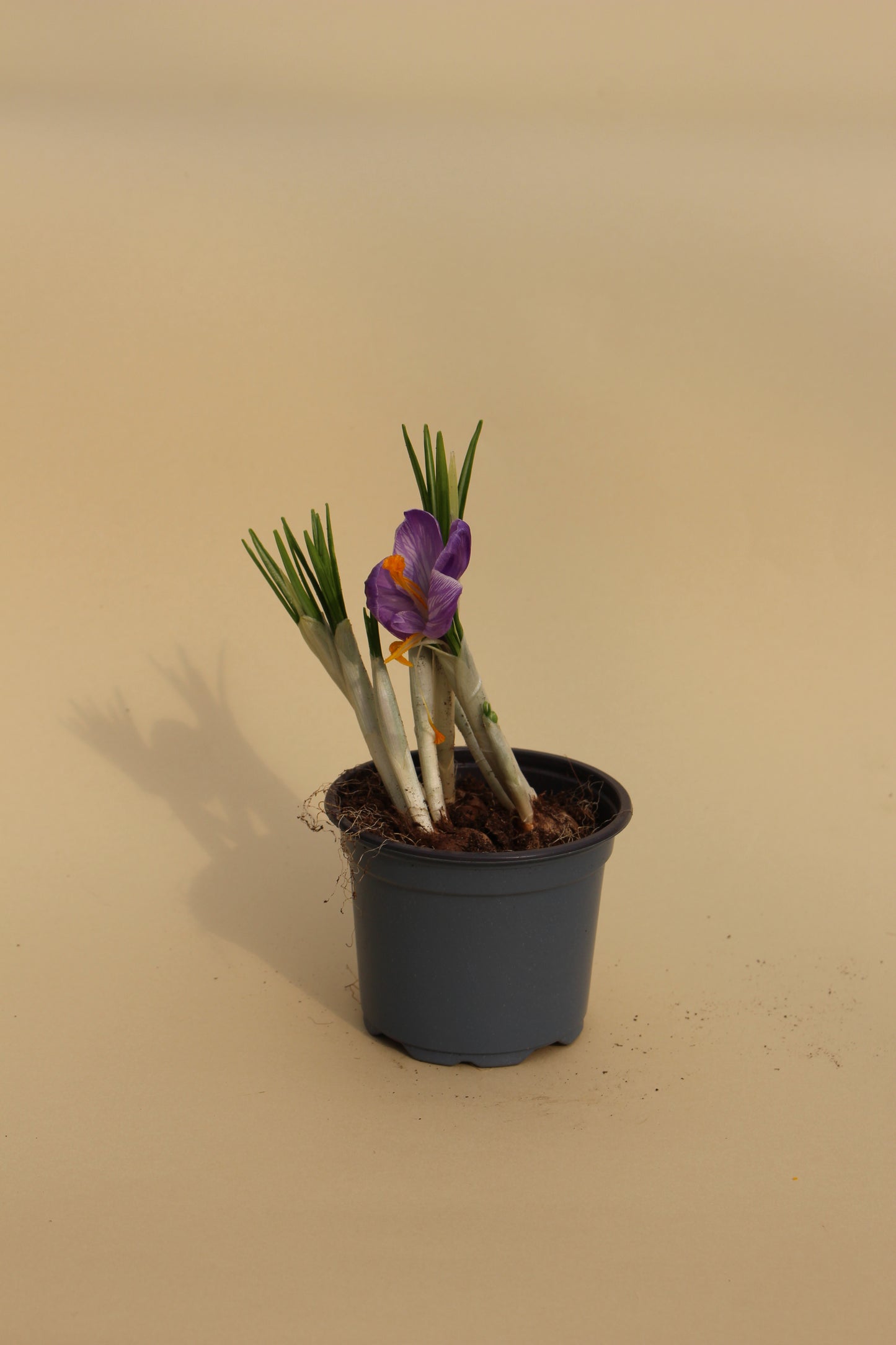 Saffron Autumn (Crocus)