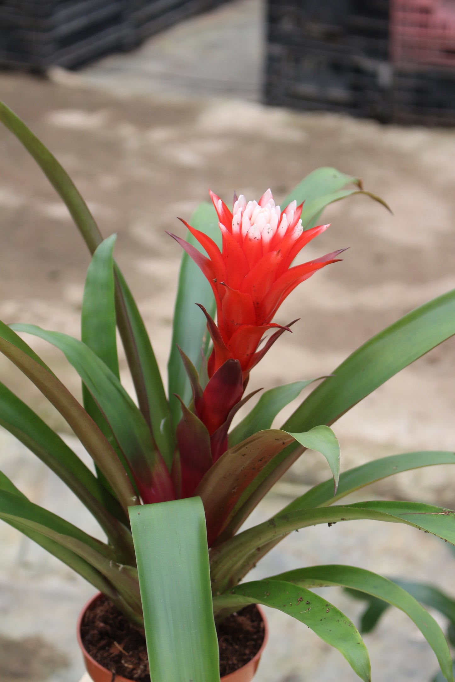 Guzmania (Red)
