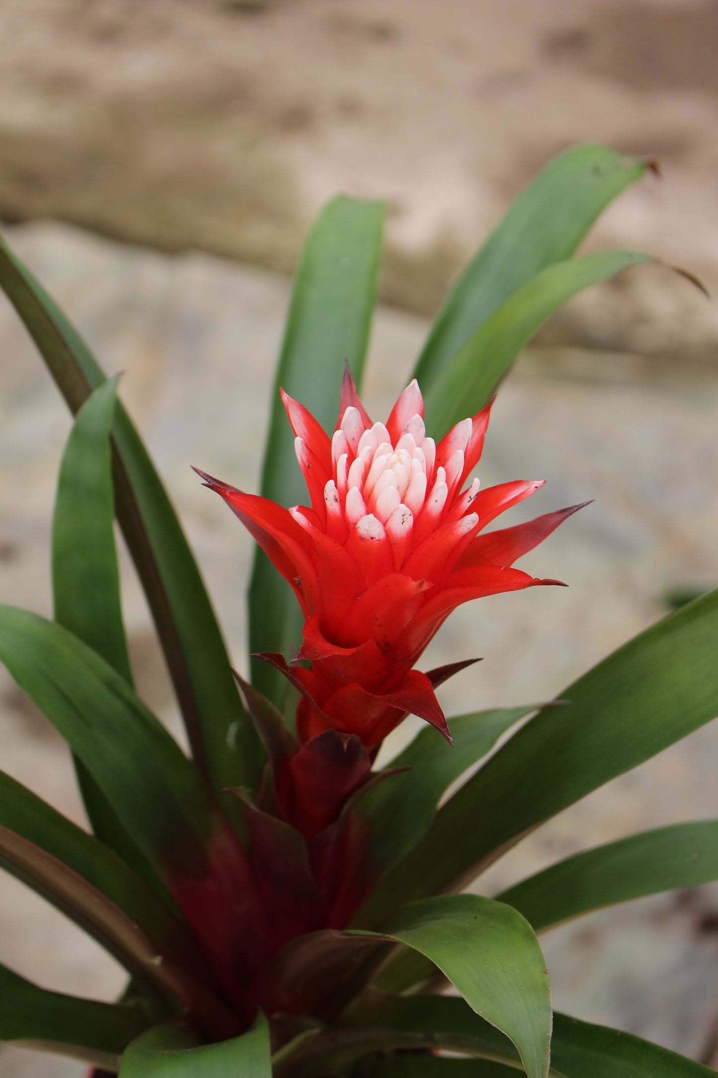 Guzmania (Red)