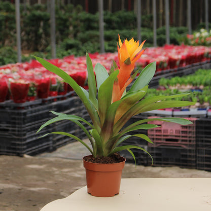 Guzmania (Orange)