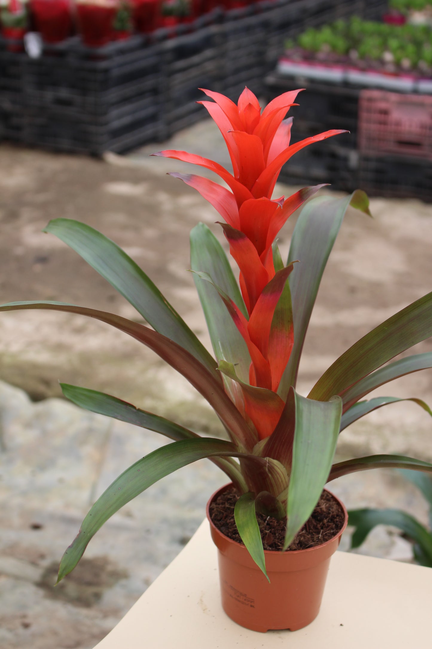 Guzmania (Red)