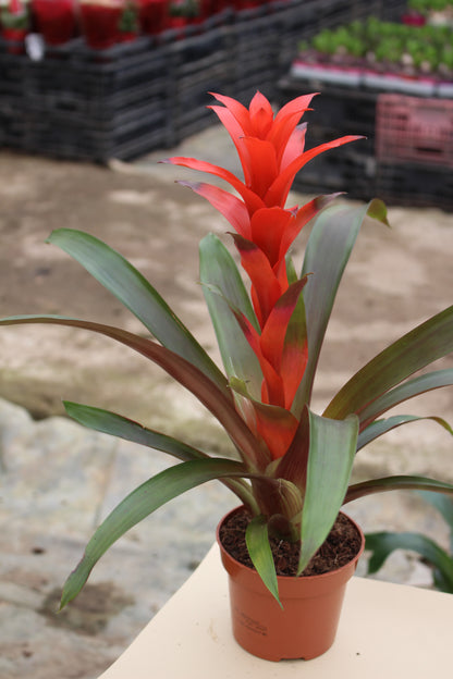 Guzmania (Red)