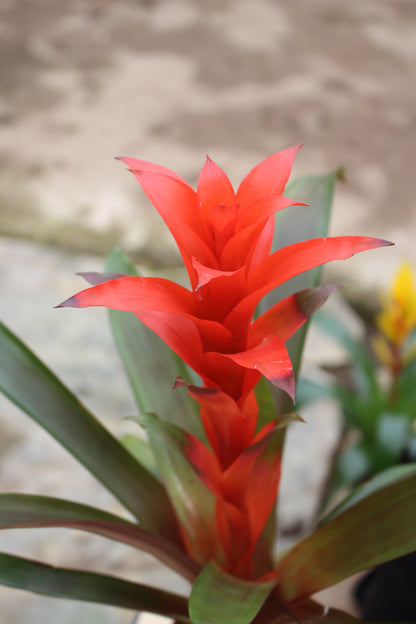 Guzmania (Red)