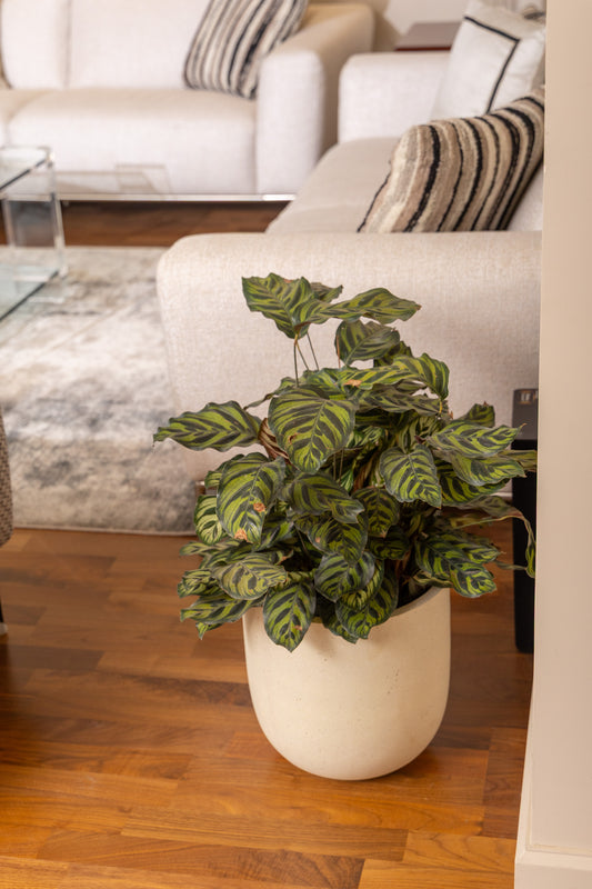 Calathea